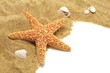 sand and seastar border