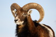 mouflon trophy