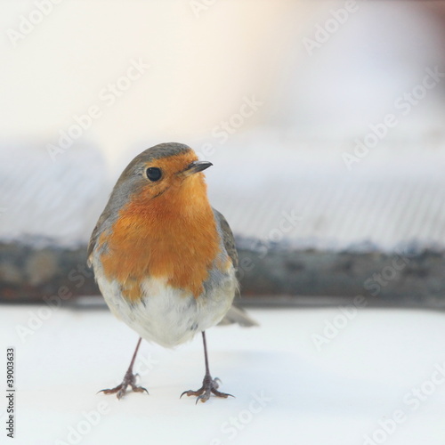 Photo: Rotkehlchen-1214b1 Rotkehlchen-1214b1