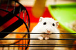 dwarf hamster