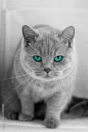 Photo: British Shorthair Blue Eyes British Shorthair Blue Eyes
