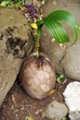 A young palm tree in a coconut