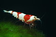 Foto: caridina cantonensis red bee caridina cantonensis red bee