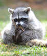 north american raccoon, yellowstone nat park, idaho / wyoming ,