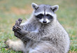north american raccoon, yellowstone nat park, idaho / wyoming ,