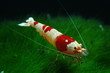 Foto: red bee red bee