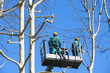 Photo: men pruning with a chainsaw men pruning with a chainsaw
