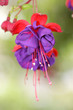 Fascinating Fuchsia flower close up Fascinating Fuchsia flower close up