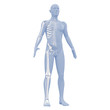 Silhouette des Mannes mit Skelett