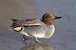 Duck walking on a frozen pond