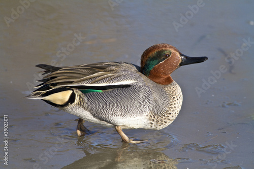 Foto: Duck walking on a frozen pond Duck walking on a frozen pond