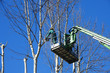 Photo: men pruning with a chainsaw men pruning with a chainsaw