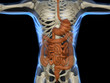 Intestino corpo umano scheletro raggi x
