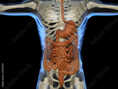 Illustration: Intestino corpo umano scheletro raggi x Intestino corpo umano scheletro raggi x