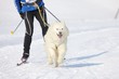Sled dog Race in Lenk / Switzerland 2012