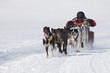 Sled dog Race in Lenk / Switzerland 2012