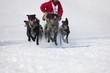 Sled dog Race in Lenk / Switzerland 2012