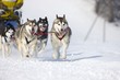 Sled dog Race in Lenk / Switzerland 2012