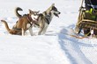 Sled dog Race in Lenk / Switzerland 2012