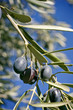 Olives on a Branch