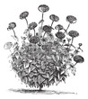 Zinnia double or Zinnia elegans vintage engraving