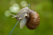 Kraftakt einer Schnecke