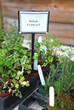 parsley plants