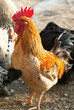 chicken