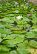 water lillies