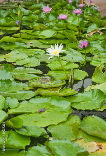 Photo: water lillies water lillies