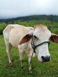 Cow eating grass among mist in the country field (1)