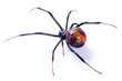 Redback spider, Latrodectus hasselti, on white background