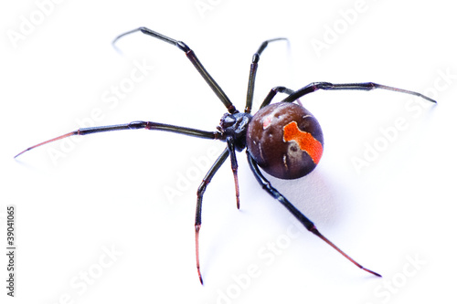 Photo: Redback spider, Latrodectus hasselti, on white background Redback spider, Latrodectus hasselti, on white background