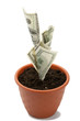 Money plant