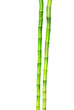 Bamboo