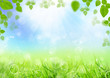 Beautiful spring meadow