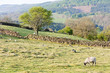 North York Moors National Park, North Yorkshire, England