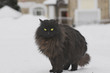Black cat in the snow