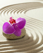 Photo: zen orchid still-life zen orchid still-life