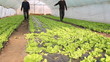 Farmers working in the greenhouse