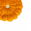 pattypan squash on white background