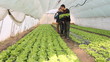 Farmers working in the greenhouse