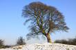 Sycamore tree