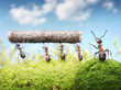 chief managing teamwork of ants chief managing teamwork of ants