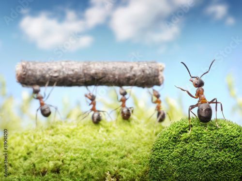 Foto: chief managing teamwork of ants chief managing teamwork of ants