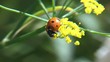 Video: coccinelle coccinelle
