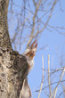 Squirrel on a tree