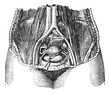 Fig. 162. Pool of women, with its soft parts, seen from top to b