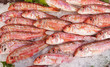Red mullet fish for sale Red mullet fish for sale