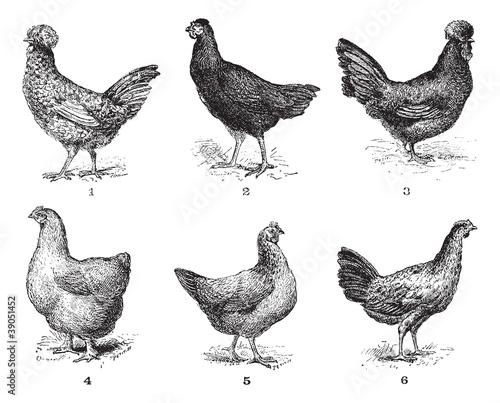 Vektor: Hens, 1. Houdan chicken. 2. Hen the Arrow. 3. Hen Crevecoeur. 4. Hens, 1. Houdan chicken. 2. Hen the Arrow. 3. Hen Crevecoeur. 4.